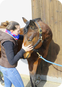Hippodog - Osteopathie für Pferd & Hund Hippodog - Osteopathie für Pferd & Hund